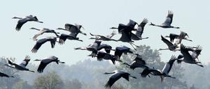 Alles klar zum Abflug. Derzeit rasten wieder unzählige Kraniche in Brandenburg – zum Beispiel in Linum, nordwestlich von Berlin im Landkreis Ostprignitz-Ruppin.