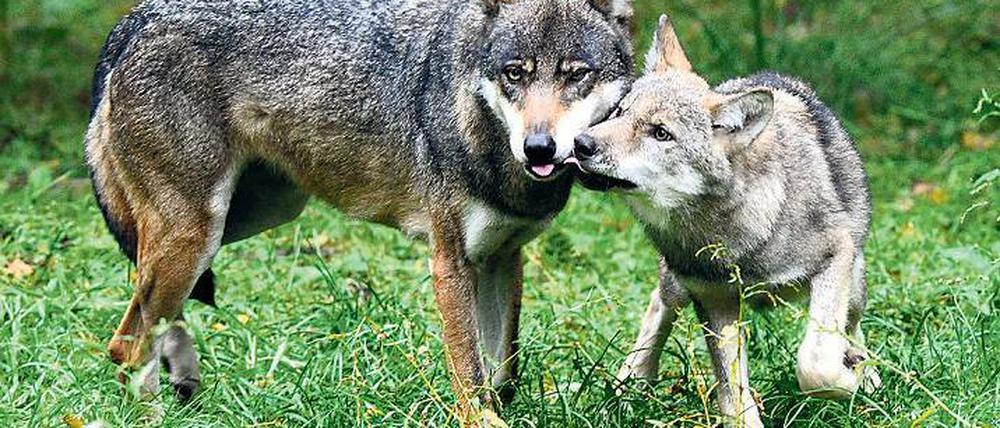 Gesellig. Ein Wolfsrudel besteht aus zwei erwachsenen Tieren und bis zu zehn Jungwölfen.