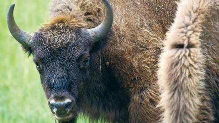 Wisent-Gate. Der Abschuss eines Tieres in Brandenburg sorgt vor allem in Polen für Empörung – aber auch Tierschutzorganisationen kritisieren die Entscheidung der Behörden.