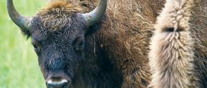Wisent-Gate. Der Abschuss eines Tieres in Brandenburg sorgt vor allem in Polen für Empörung – aber auch Tierschutzorganisationen kritisieren die Entscheidung der Behörden.