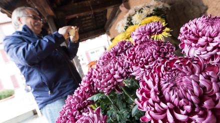 Chrysanthemen gibt es am Wochenende in Ferch zu sehen.