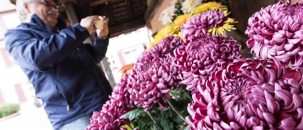 Chrysanthemen gibt es am Wochenende in Ferch zu sehen.