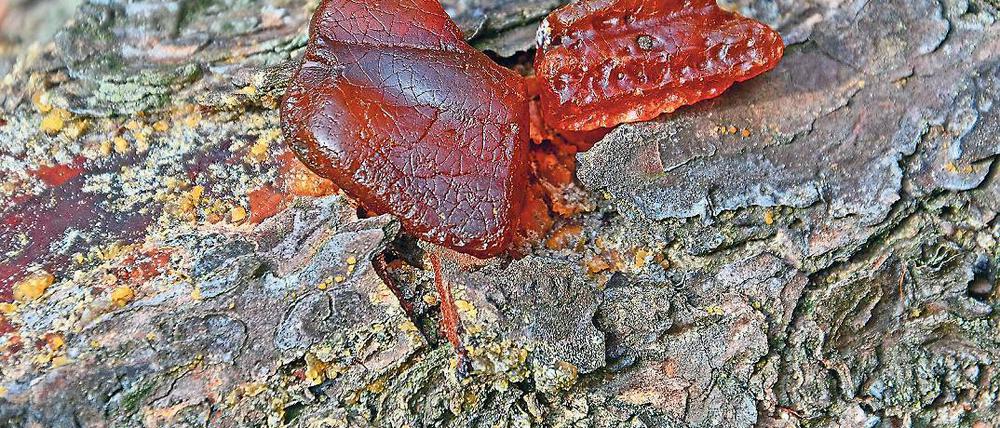 Bodenschätze: Urzeitliche Spuren in Werder lassen sich durch Funde im Boden nachweisen, zum Beispiel durch Blattabdrücke in diesem Bernstein.