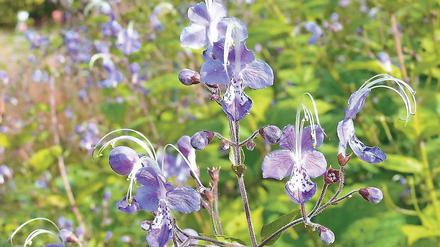 Rares Kraut. Blüht spät und ist schwer zu bekommen: die Stauden-Bartblume.