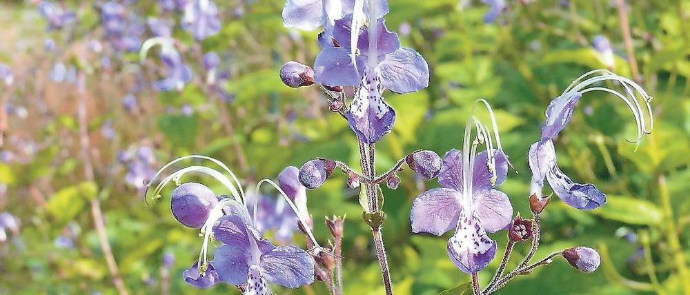 Rares Kraut. Blüht spät und ist schwer zu bekommen: die Stauden-Bartblume.