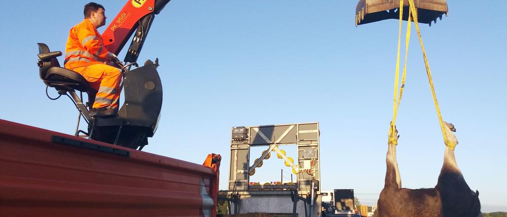 Der tote Elch wurde heute morgen von der Autobahnmeisterei geborgen. Er kommt nun in das Naturkundemuseum in Potsdam. Der Jungelch wurde wohl angefahren, sagte ein Sprecher der Autobahnpolizei.