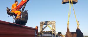 Der tote Elch wurde heute morgen von der Autobahnmeisterei geborgen. Er kommt nun in das Naturkundemuseum in Potsdam. Der Jungelch wurde wohl angefahren, sagte ein Sprecher der Autobahnpolizei.