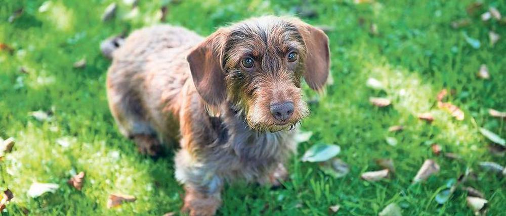 Bring back my Bonny. Seit einem Jahr ist der Hund zurück in Ferch.