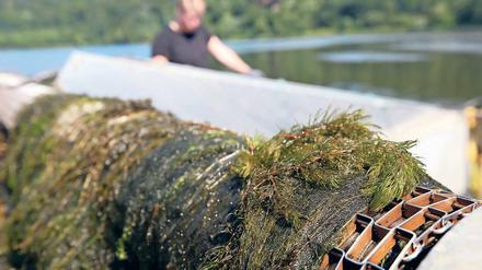 Drei-Meter-Pflanze. Die Wasserpest wächst auch in der Havel.