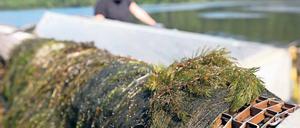 Drei-Meter-Pflanze. Die Wasserpest wächst auch in der Havel.