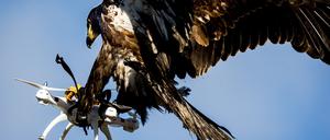 In Frankreich und in den Niederlanden werden Adler bereits für den Kampf gegen Drohnen abgerichtet.