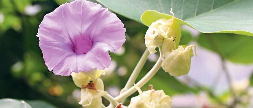 Berauschendes Blühen. Argyreia nervosa wirkt ähnlich wie LSD.