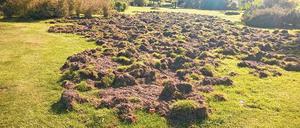 Wühlarbeit. Wildschweine hinterlassen ihre Spuren am Schloss Babelsberg