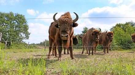 Auge in Auge: Am Schaugehege kann man sich die Wisente aus der Nähe anschauen. In der Wildniskernzone in der Döberitzer Heide dagegen, wo sich die Tiere vollkommen frei bewegen können, braucht man etwas Glück, um eines zu Gesicht zu bekommen.