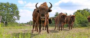Auge in Auge: Am Schaugehege kann man sich die Wisente aus der Nähe anschauen. In der Wildniskernzone in der Döberitzer Heide dagegen, wo sich die Tiere vollkommen frei bewegen können, braucht man etwas Glück, um eines zu Gesicht zu bekommen.