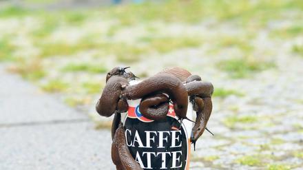 Schneck lass nach. Ein Kaffeekränzchen gestern in Prenzlauer Berg.