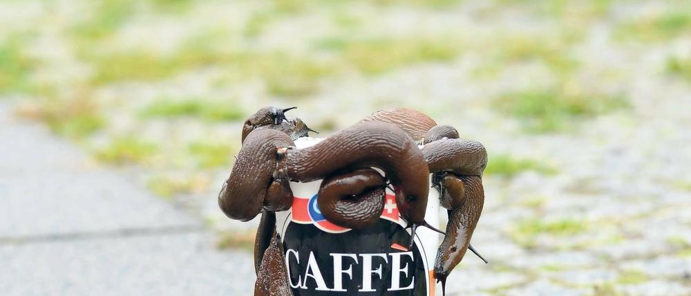 Schneck lass nach. Ein Kaffeekränzchen gestern in Prenzlauer Berg.