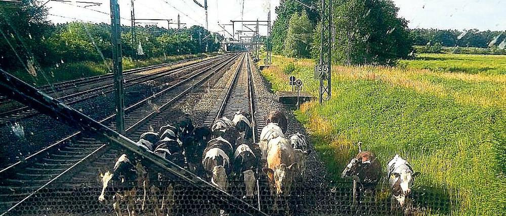 Morgens um halb neun in Deutschland. Eine Kuhherde döste auf der ICE–Strecke zwischen Hamburg und Berlin.