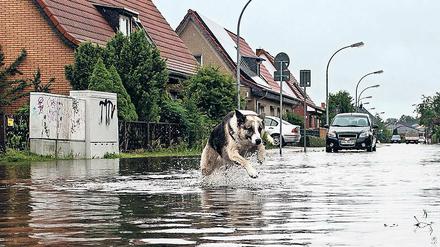 Ins Wasser, marsch! Dieser Schäferhund ist wohl einer der wenigen im brandenburgischen Leegebruch, die am Starkregen der vergangenen Tage ihren Spaß haben.