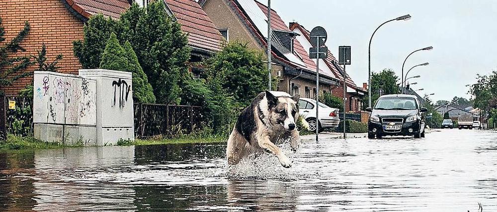 Ins Wasser, marsch! Dieser Schäferhund ist wohl einer der wenigen im brandenburgischen Leegebruch, die am Starkregen der vergangenen Tage ihren Spaß haben.