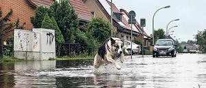 Ins Wasser, marsch! Dieser Schäferhund ist wohl einer der wenigen im brandenburgischen Leegebruch, die am Starkregen der vergangenen Tage ihren Spaß haben.