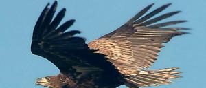 Majestätisch. Ein Seeadler über dem Oderbruch unweit des brandenburgischen Sachsendorfs (Märkisch-Oderland).