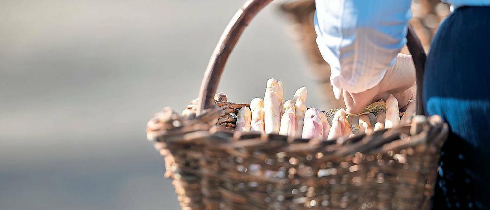 Starke Ernte, schwache Preise. Mit der am heutigen Samstag auslaufenden Spargelsaison sind die Bauern der Region nur mäßig zufrieden. Zwar wurde mit mehr als 10 000 Tonnen Spargel eine Rekordernte eingefahren, doch der Preis pro Kilogramm blieb im Mittel 23 Cent unter Vorjahresniveau.