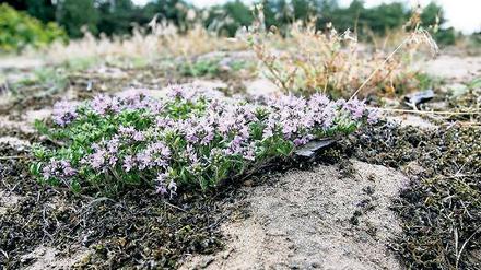 Bedrohte Art. Der Sand-Thymian gehört zu den Pflanzen auf der Liste.