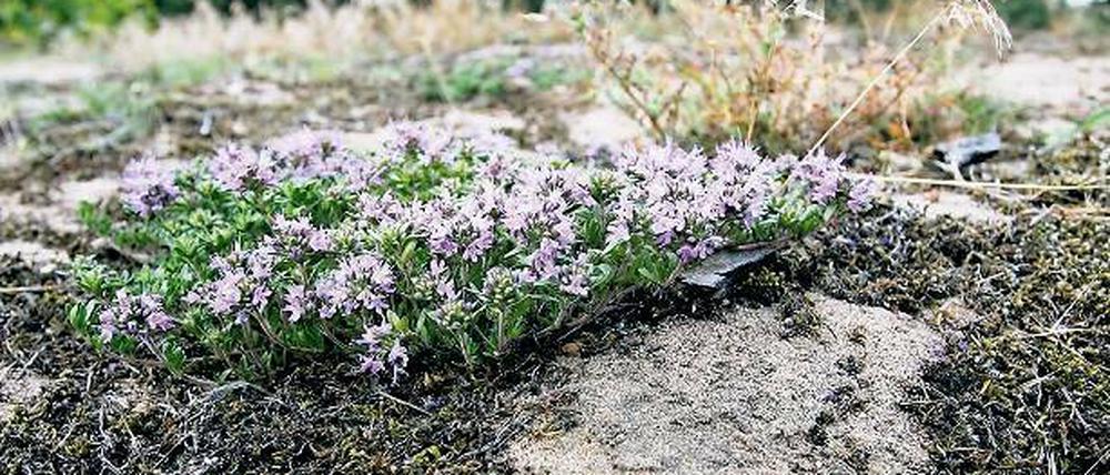 Bedrohte Art. Der Sand-Thymian gehört zu den Pflanzen auf der Liste.