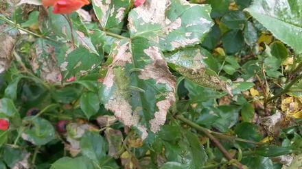 Von den 6000 Rosen in Drewitz sind 20 Prozent von Larven der Rosenblattwespe befallen.