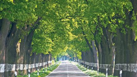 Orientierung. Die rot-rote Landesregierung sieht in der Kreisreform den richtigen Weg für Brandenburg.