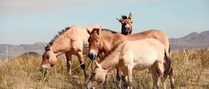 Urtier. Przewalski-Wildpferde beim Grasen in der Mongolei.