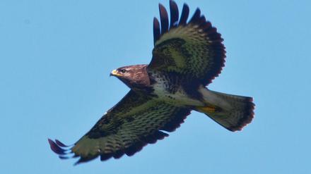 Tierisch. Anfang Juni schützen Bussarde ihre Brut - und fühlen sich schnell gestört.