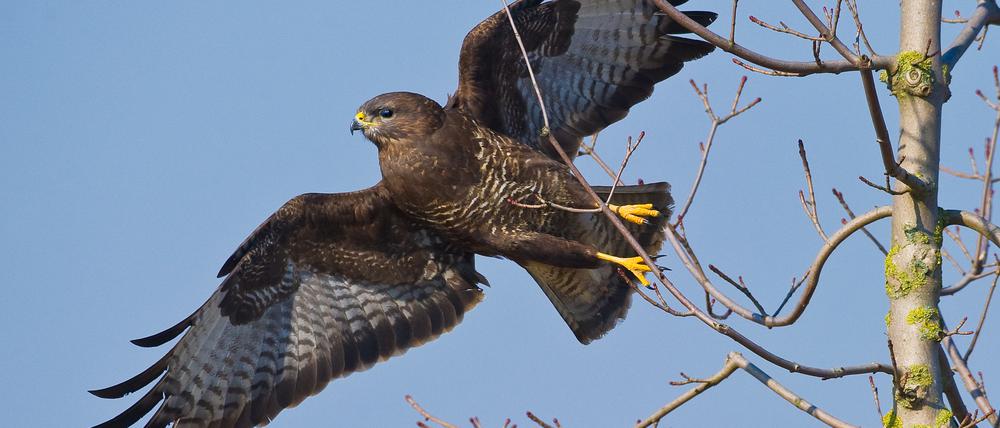Ein Mäusebussard in Petershagen (Brandenburg). Auch in Potsdam soll es einen Bussard geben, der Jogger attackiert. Oder handelt es sich doch um eine Nebelkrähe?