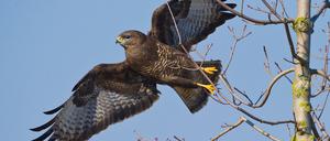 Ein Mäusebussard in Petershagen (Brandenburg). Auch in Potsdam soll es einen Bussard geben, der Jogger attackiert. Oder handelt es sich doch um eine Nebelkrähe?