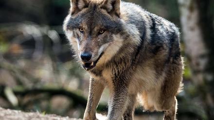 Wurde das Reh in Nattwerder von einem Wolf gerissen oder nicht? Der Wolfsexperte das Landes sagt, dass es kein Wolf war.