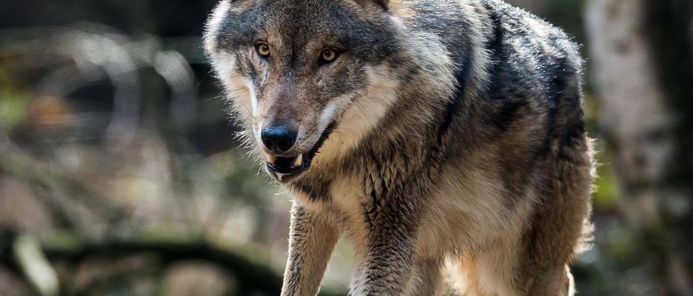 Wurde das Reh in Nattwerder von einem Wolf gerissen oder nicht? Der Wolfsexperte das Landes sagt, dass es kein Wolf war.