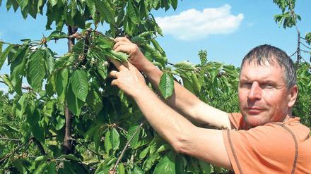 Vermeidbarer Ausfall? Obstbauer Frank Wache mit einer der wenigen Kirschblüten, die den Frost überstanden haben. Alle ihre Nachbarn haben der Kälte nicht trotzden können. Die Ernte ist zerstört.