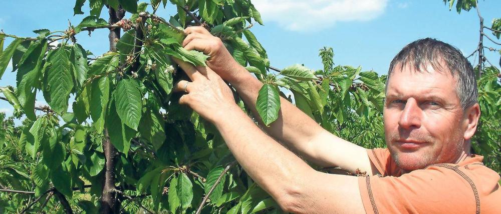 Vermeidbarer Ausfall? Obstbauer Frank Wache mit einer der wenigen Kirschblüten, die den Frost überstanden haben. Alle ihre Nachbarn haben der Kälte nicht trotzden können. Die Ernte ist zerstört.