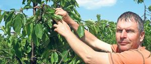 Vermeidbarer Ausfall? Obstbauer Frank Wache mit einer der wenigen Kirschblüten, die den Frost überstanden haben. Alle ihre Nachbarn haben der Kälte nicht trotzden können. Die Ernte ist zerstört.