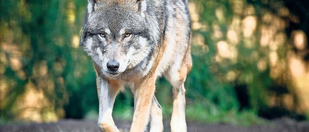 Streng geschützt. Wölfe sollen auch weiterhin nur in Ausnahmefällen getötet werden dürfen.
