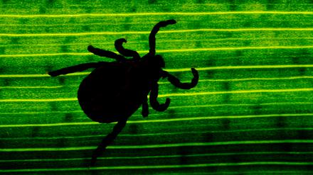 Im vergangenen Jahr meldeten Ärzte insgesamt 222 Fälle von Borreliose in Potsdam-Mittelmark.