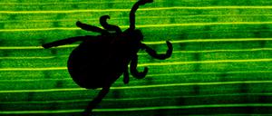 Im vergangenen Jahr meldeten Ärzte insgesamt 222 Fälle von Borreliose in Potsdam-Mittelmark.