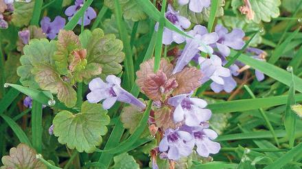 Minzg. Glechoma hederacea.