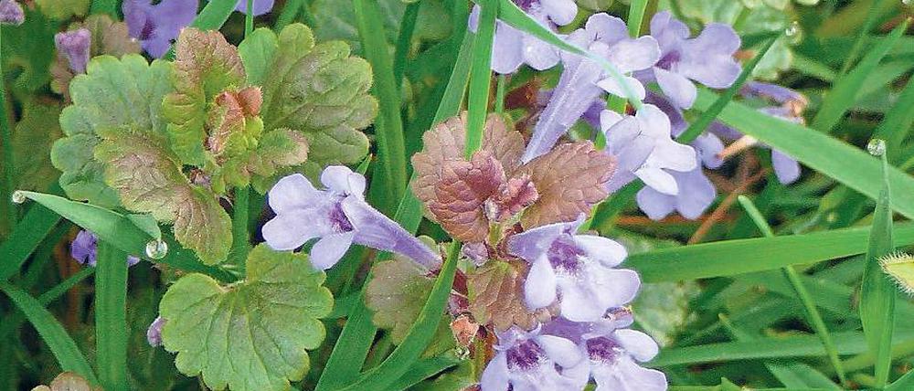 Minzg. Glechoma hederacea.
