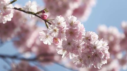 Fest der Kirschblüten: Am Sonntag wird „Hanami“ in Teltow.