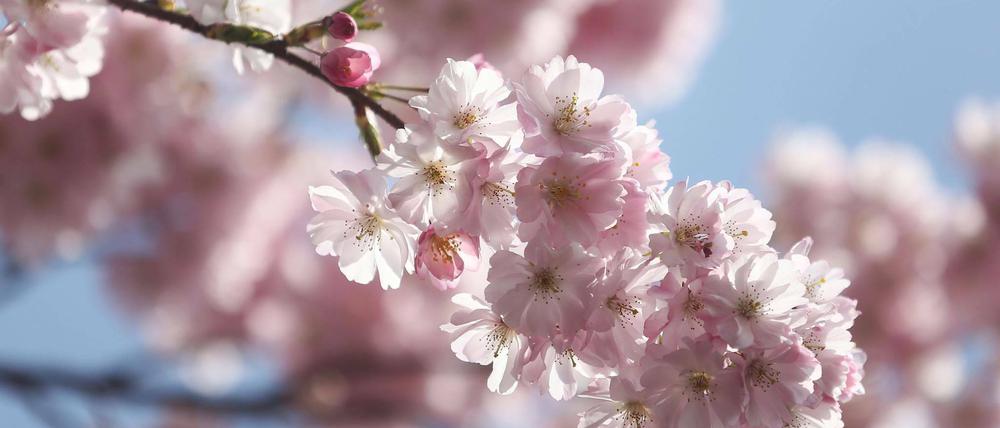 Fest der Kirschblüten: Am Sonntag wird „Hanami“ in Teltow.