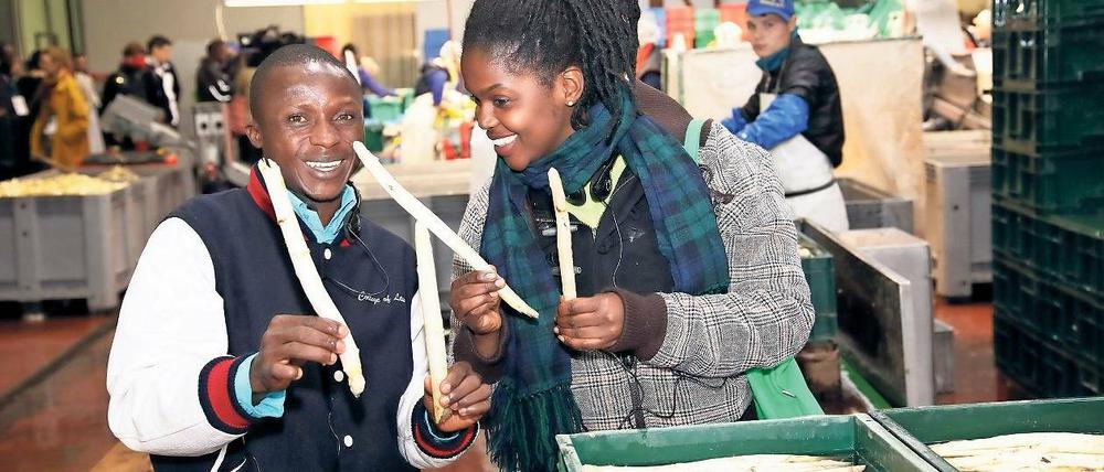 Auf Tuchfühlung. Shuwun Joshua Mafwil und Josiane Uwineza Bigaruka waren unter den afrikanischen Gästen am Spargelhof Klaistow. Bei dem Besuch ging es um Ideen für die Entwicklung des ländlichen Raumes.