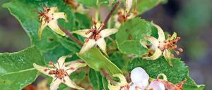 Eisige Zeiten für Obstbäume. Unter dem trockenen März und dem frostigen April haben vor allem die Apfel- und die Kirschblüte gelitten. In der ersten Juniwoche wird sich zeigen, wie stark die Schäden tatsächlich sind.