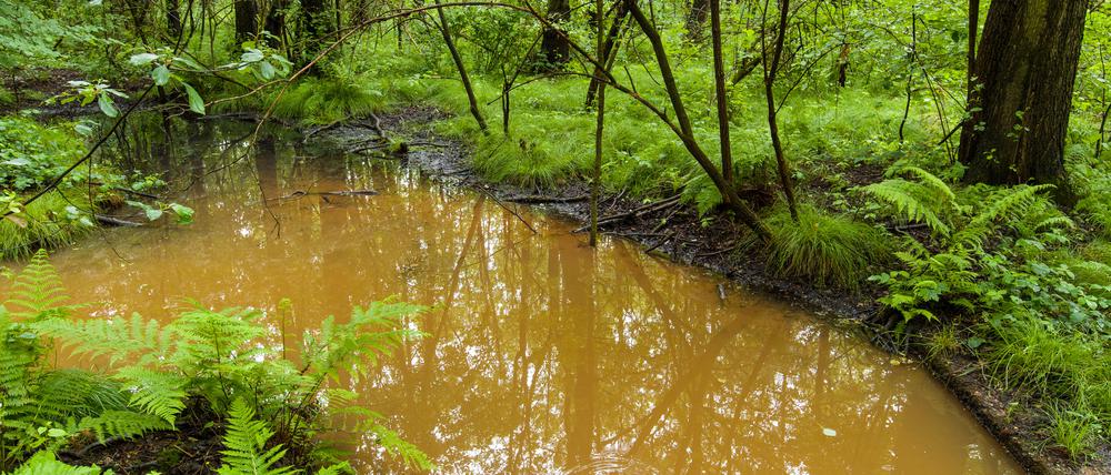 Zu hohe Arsenwerte. Rötlich-braunes eisenhaltiges Grundwasser, das vom Tagebau Welzow-Süd kommt, fließt am den Haidemühler Graben nahe Welzow (Brandenburg) entlang.